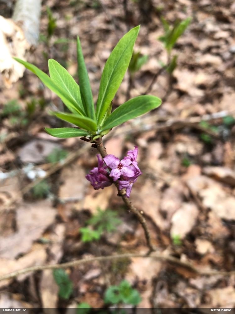 волчеягодник обыкновенный