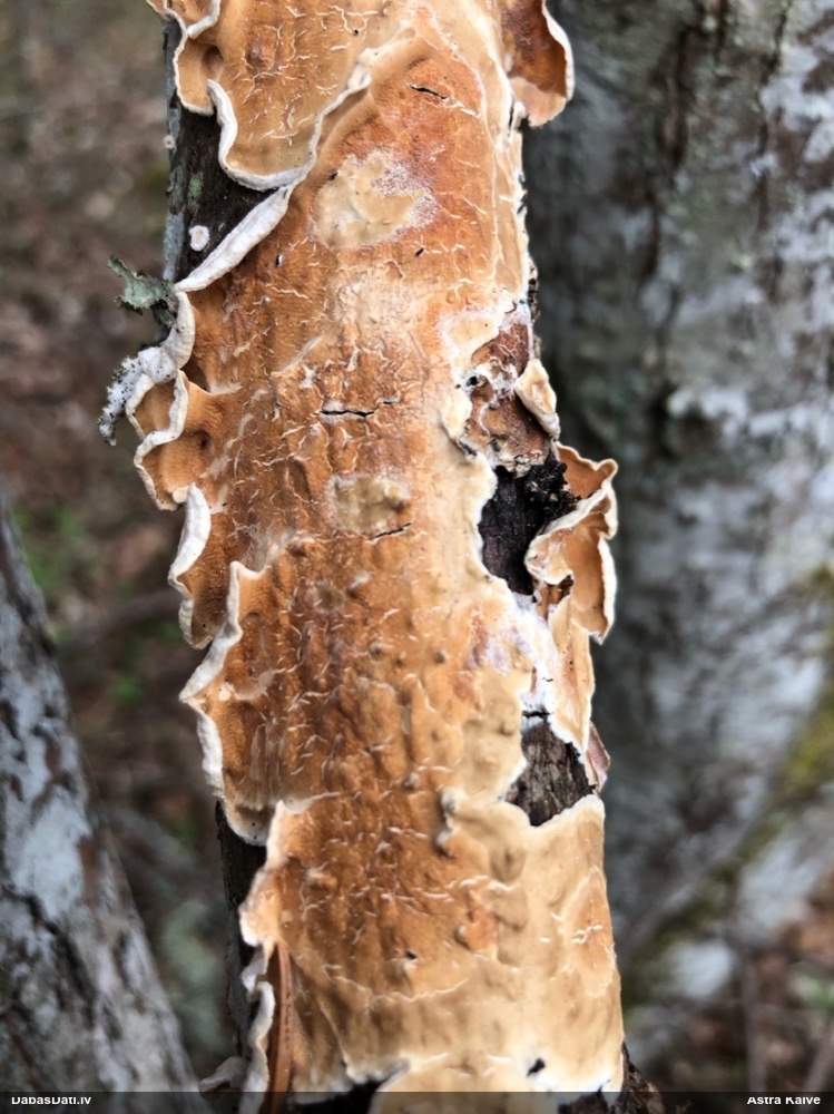 Sēne Byssomerulius corium