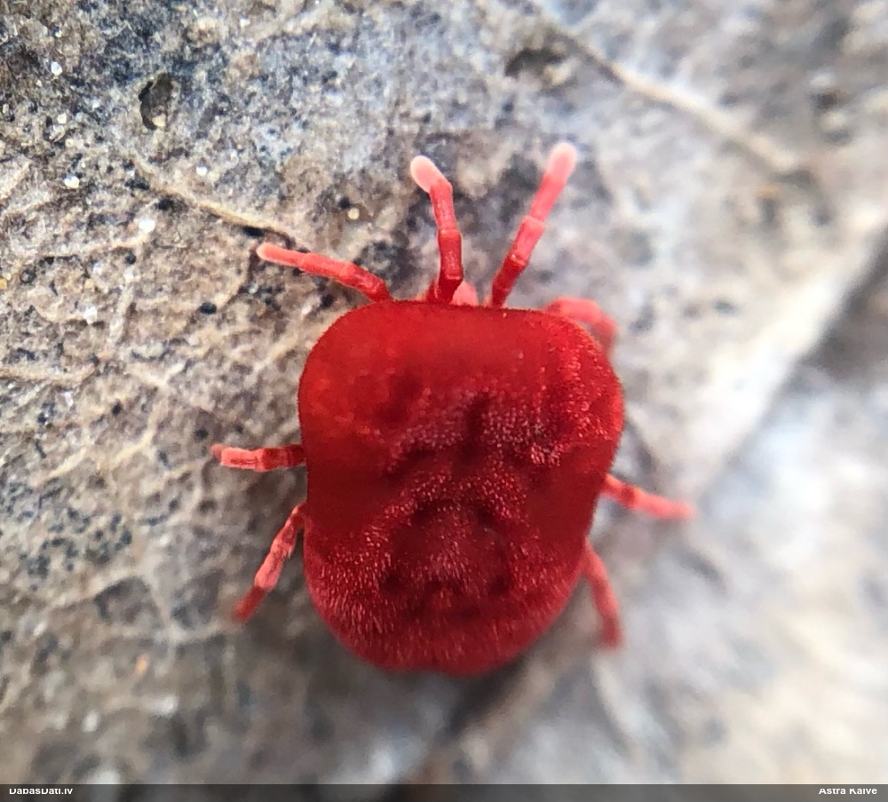 Samtērce (nenoteikta)