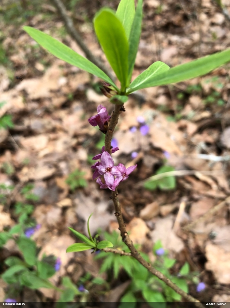 волчеягодник обыкновенный