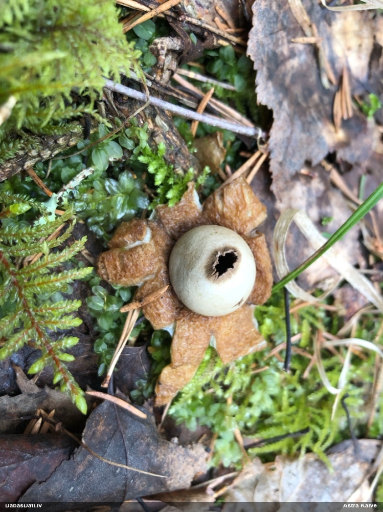 Zemeszvaigzne (nenoteikta)