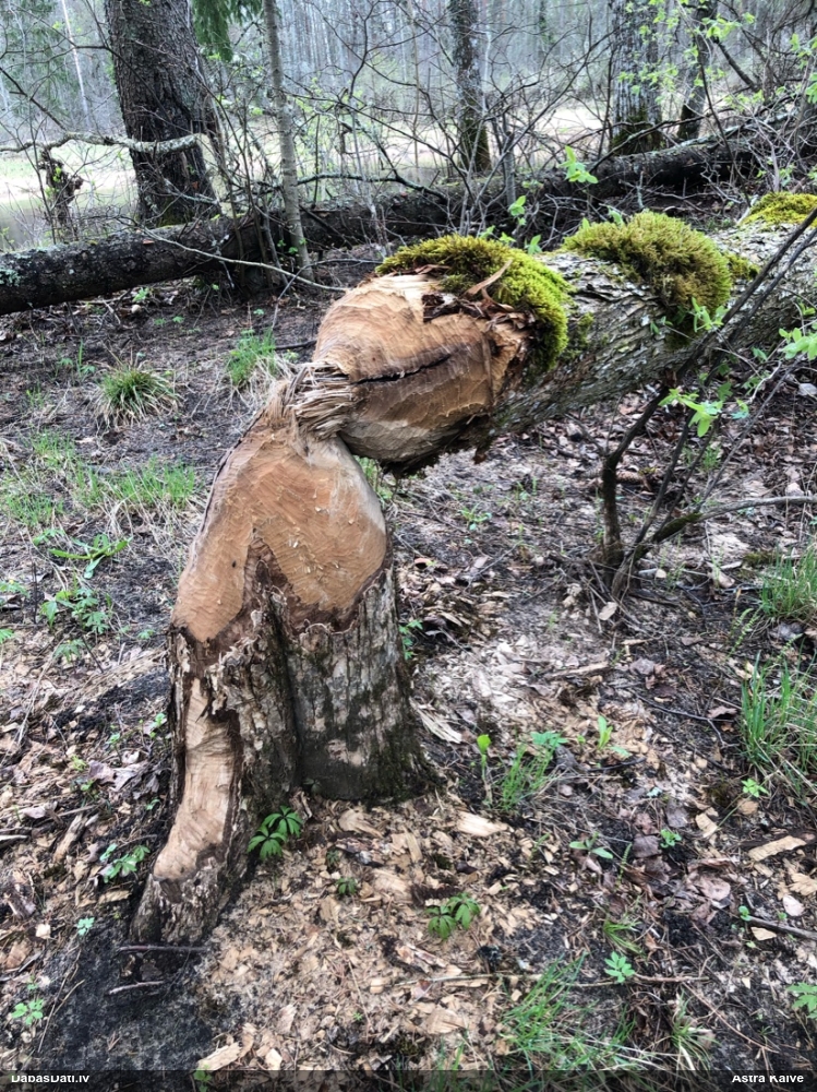 обыкновенный бобр