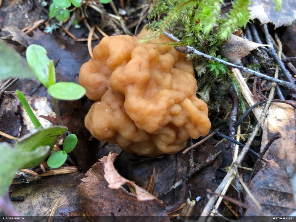 строчок гигантский