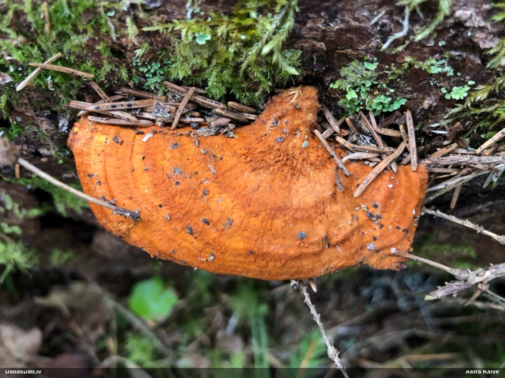 Liesmainā egļpiepe