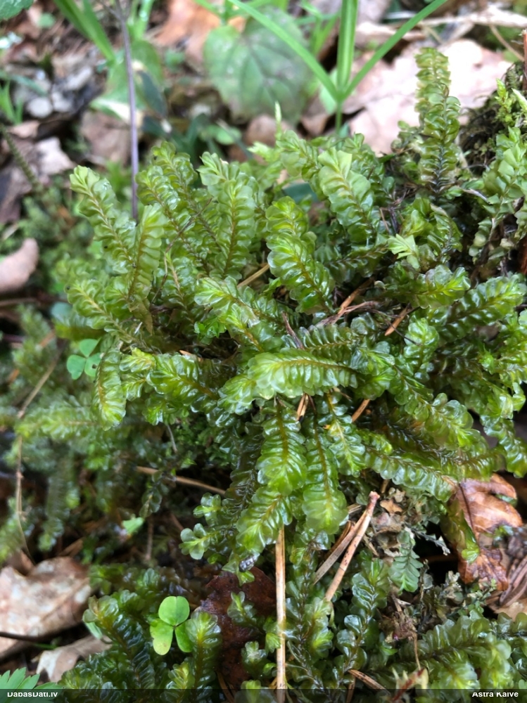 Lielā greizkausīte