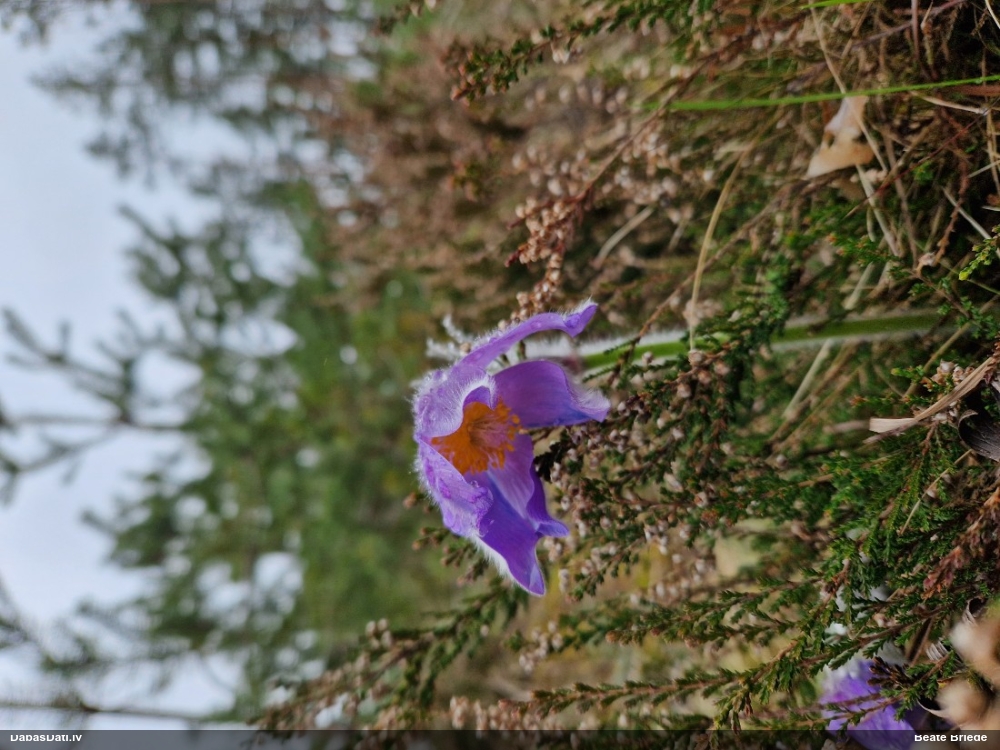 прострел раскрытый