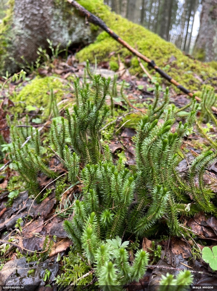 баранец обыкновенный
