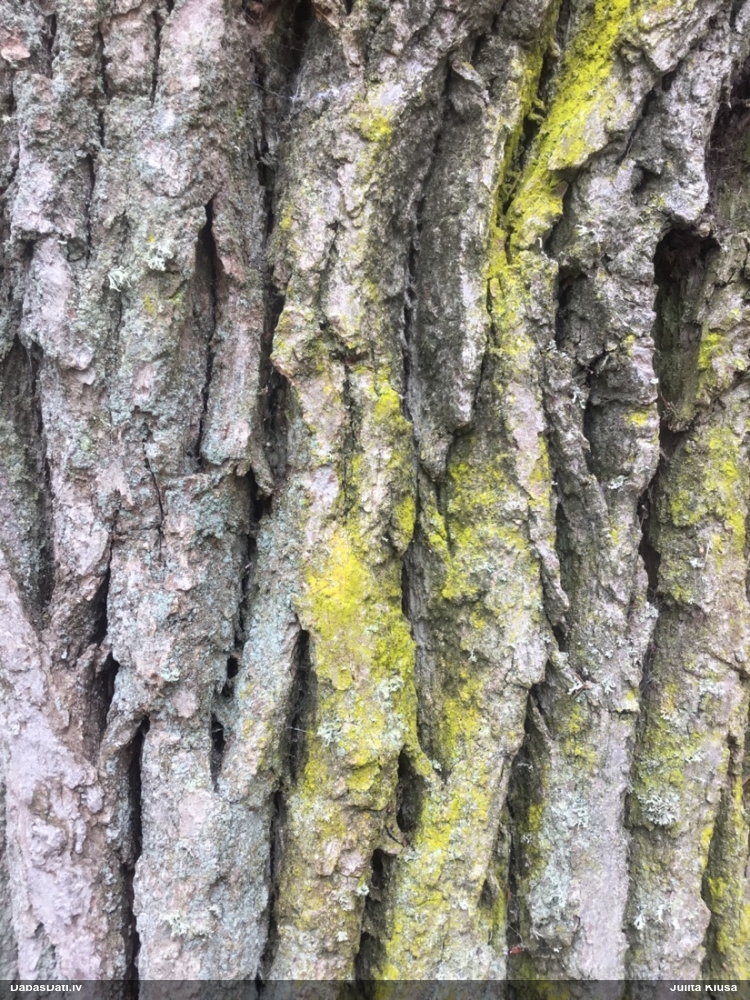 Ķērpis Chrysothrix candelaris