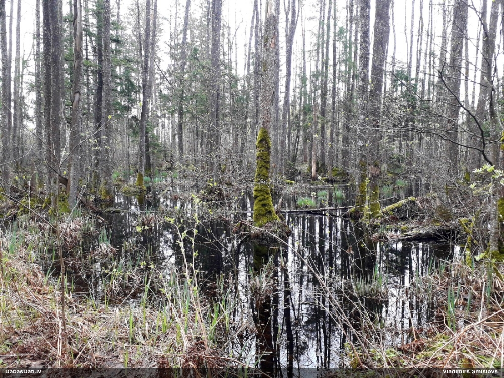 чирок-свистунок