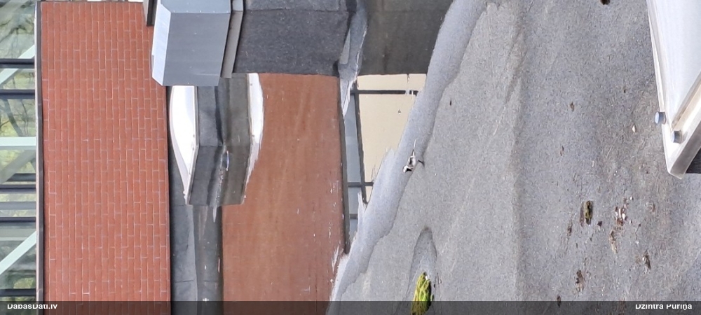 белая трясогузка