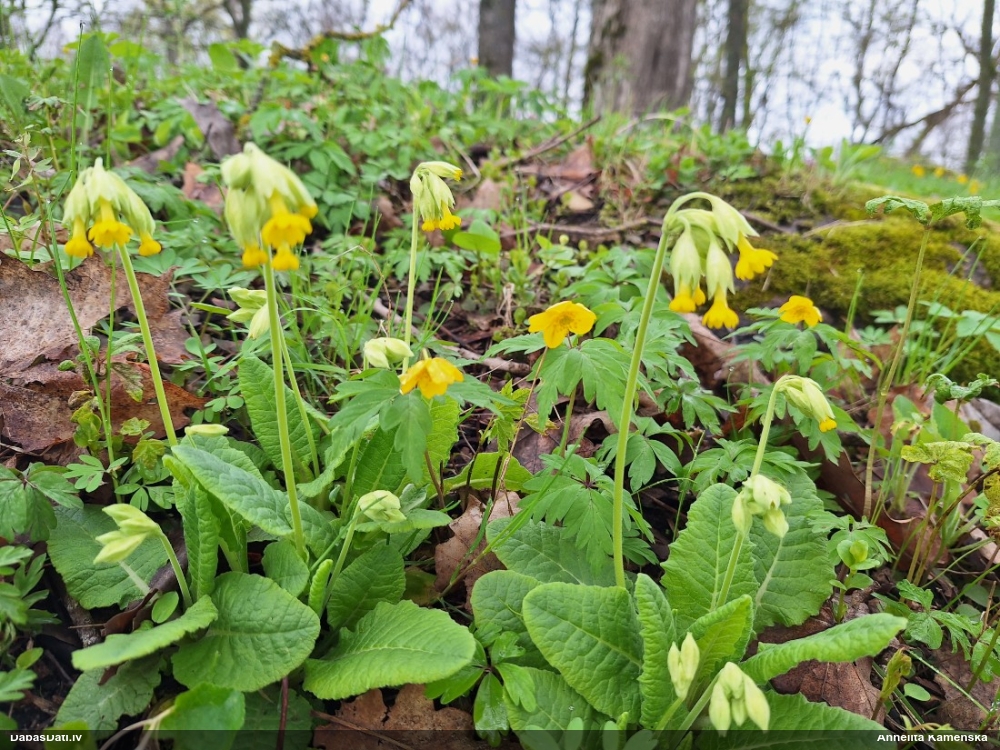 первоцвет весенний