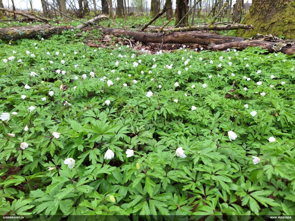 ветреница белая