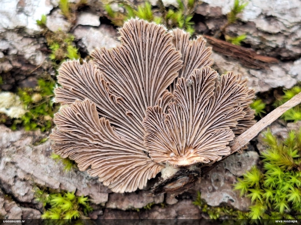 Common Split Gill
