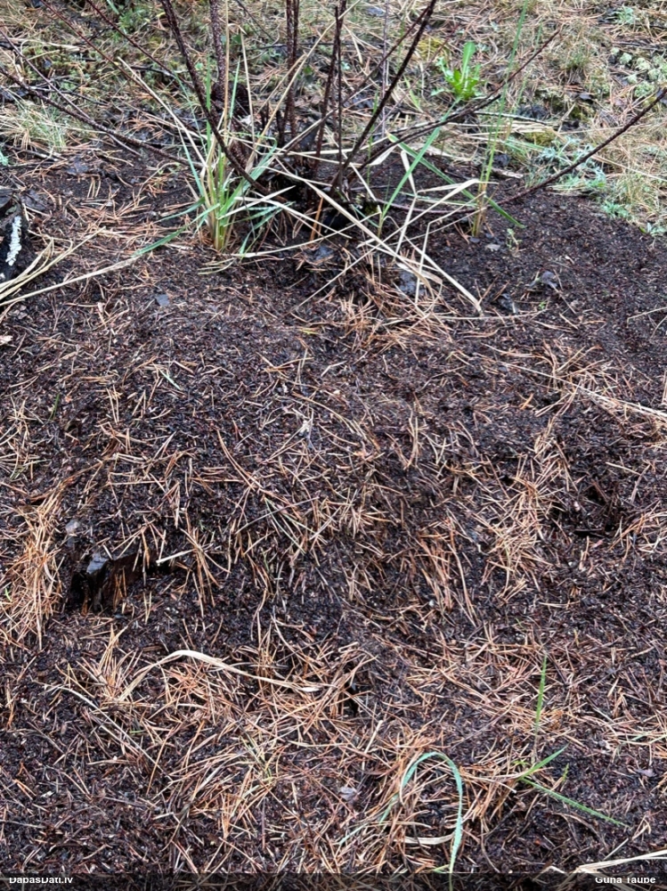 Rūsganā meža skudra