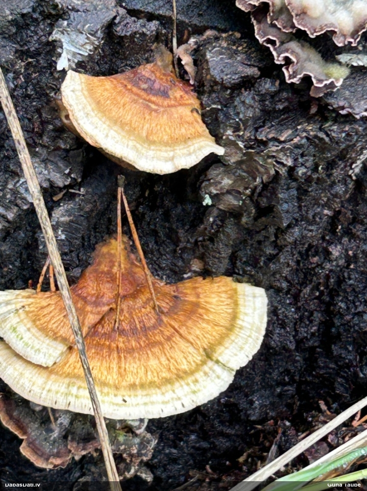 Dzeltenā tauriņpiepe