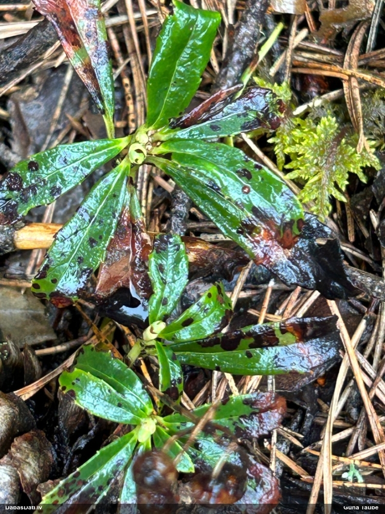 зимолюбка зонтичная