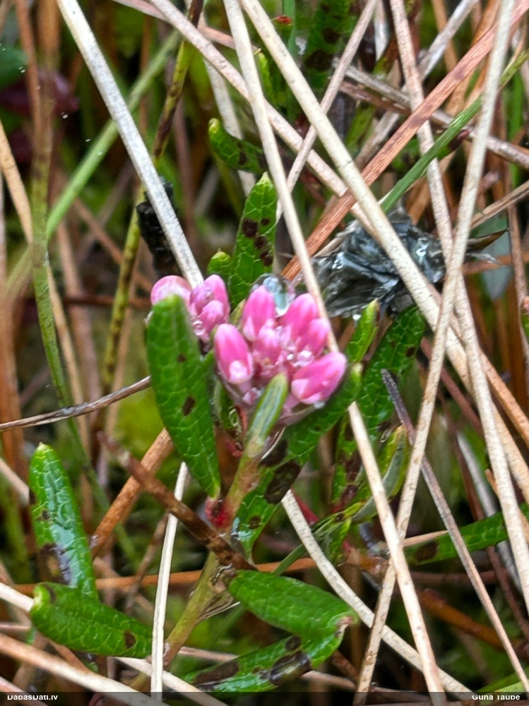подбел многолистный