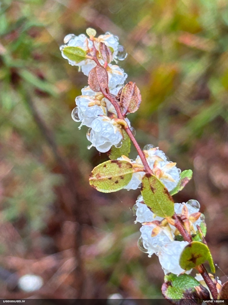 хамедафне чашечная