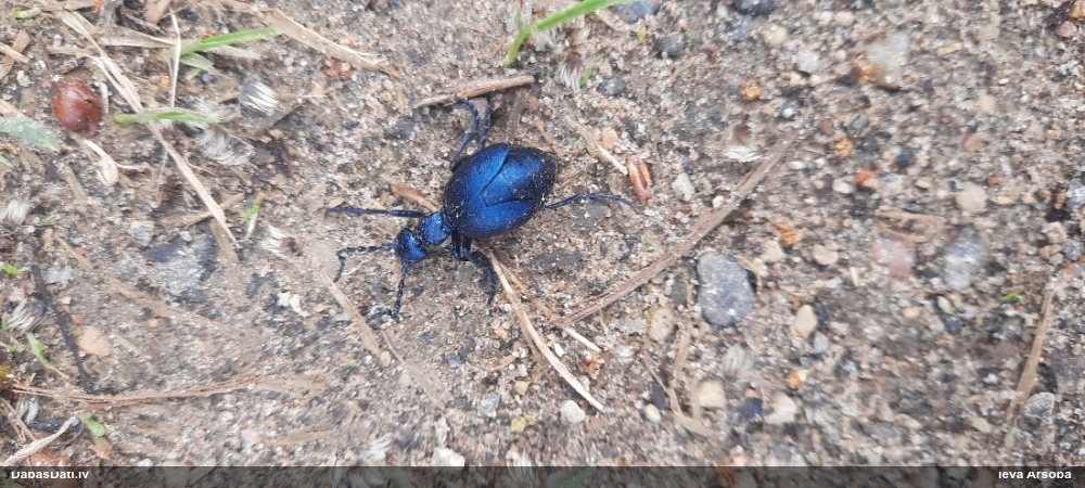 Zilā eļļas vabole