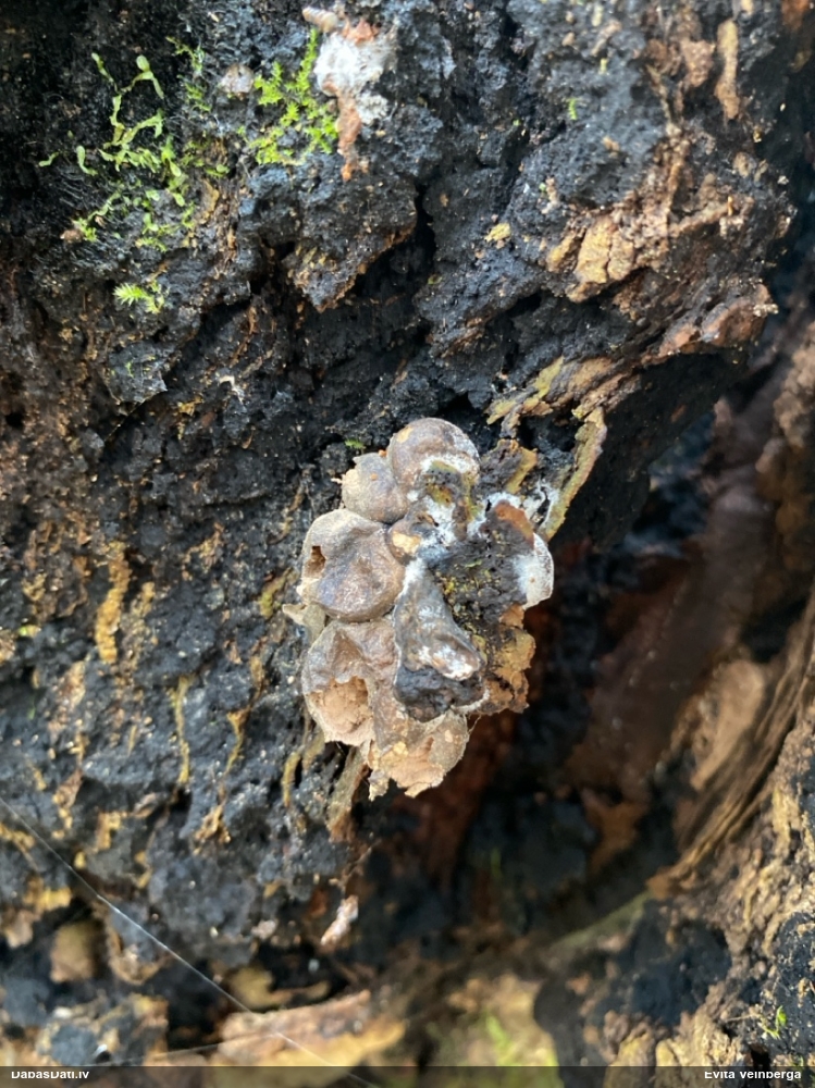 Vilkpienaine (nenoteikta)