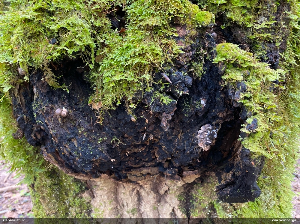 Vilkpienaine (nenoteikta)