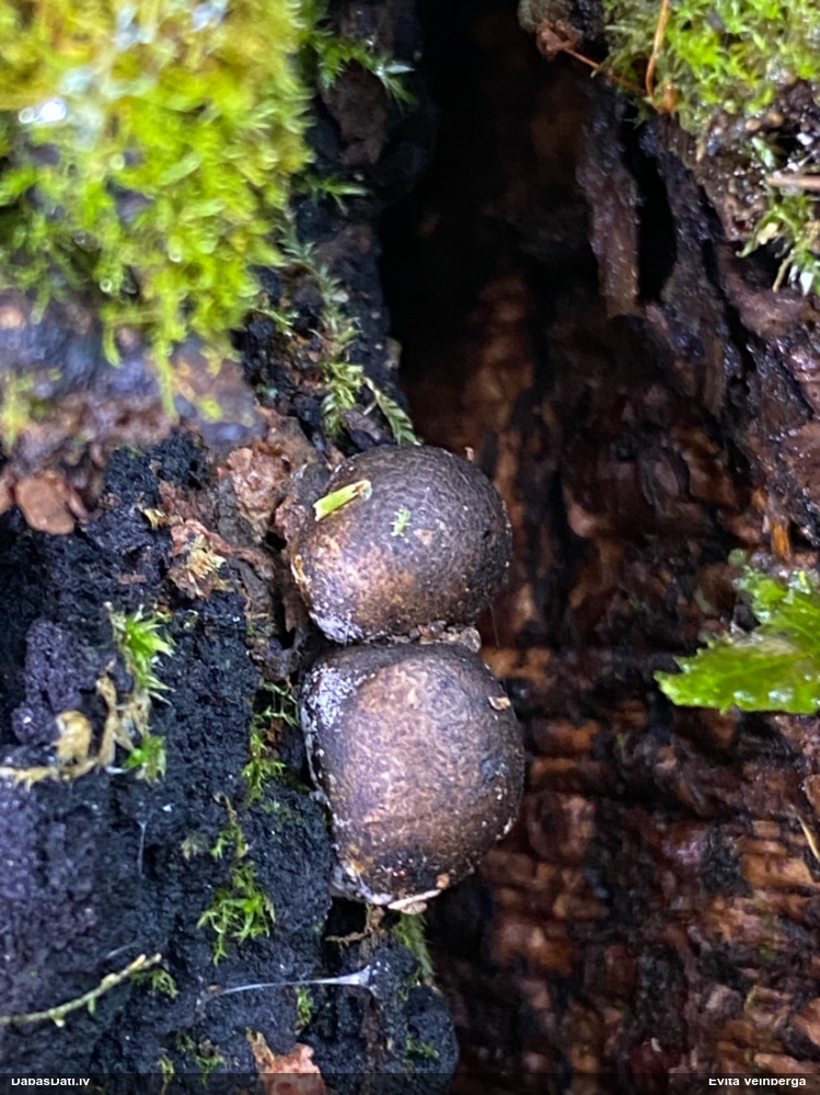 Vilkpienaine (nenoteikta)