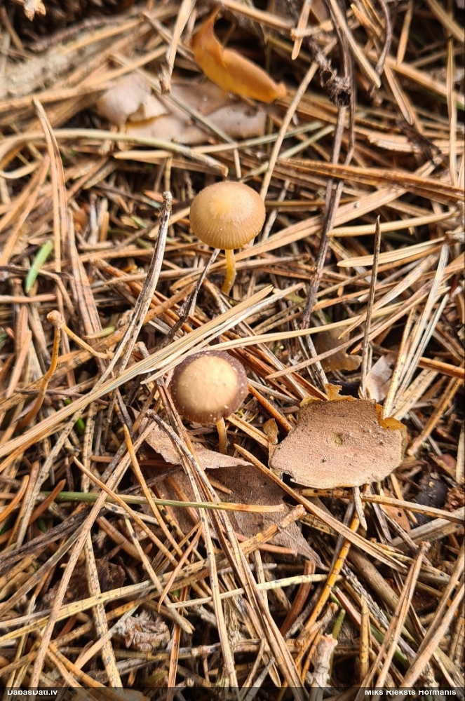 Priežu čiekursēne