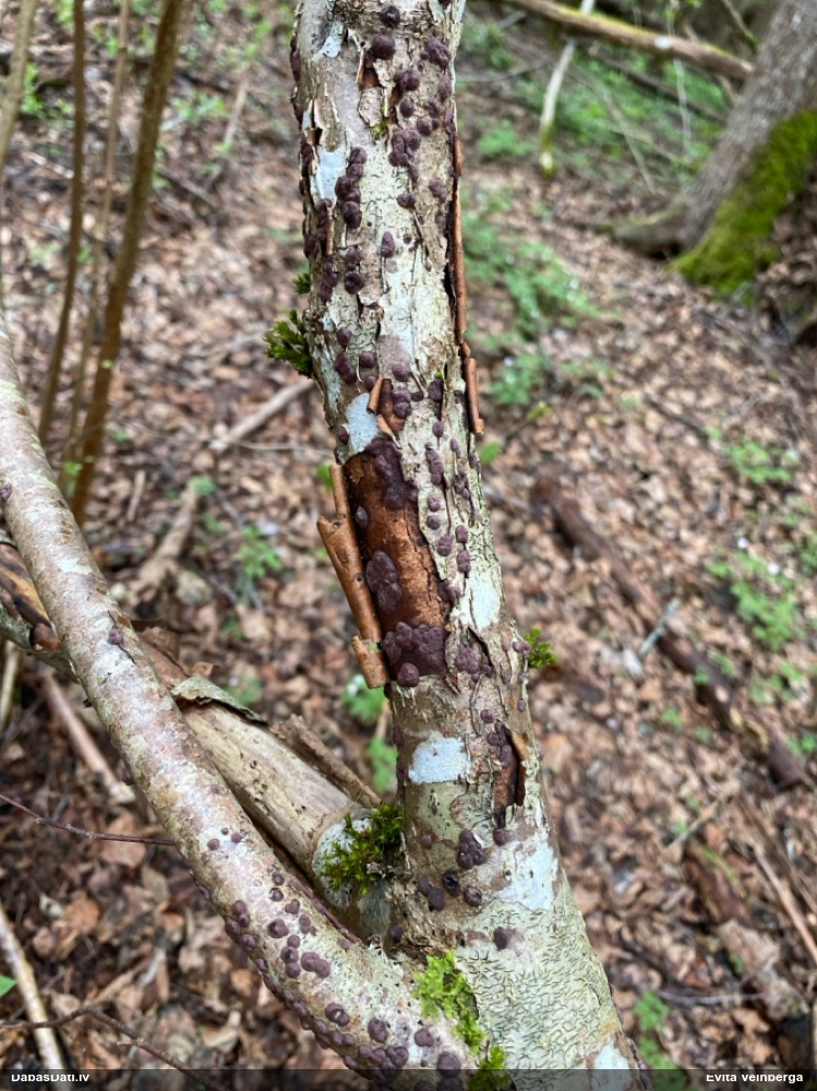 Sēne Hypoxylon fuscum