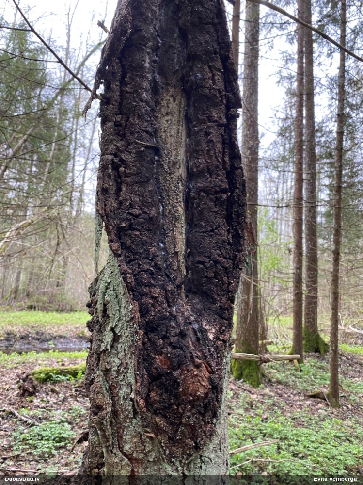 Asku sēne (nenoteikta)