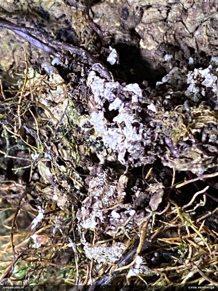 Gļotsēne (nenosakāma)