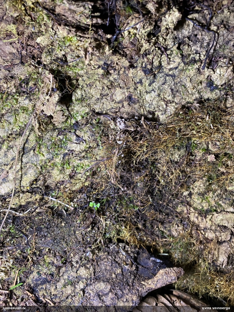 Gļotsēne (nenosakāma)