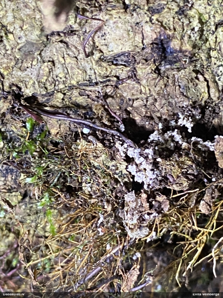 Gļotsēne (nenosakāma)