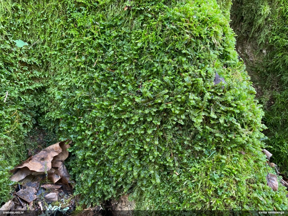 Lielā greizkausīte