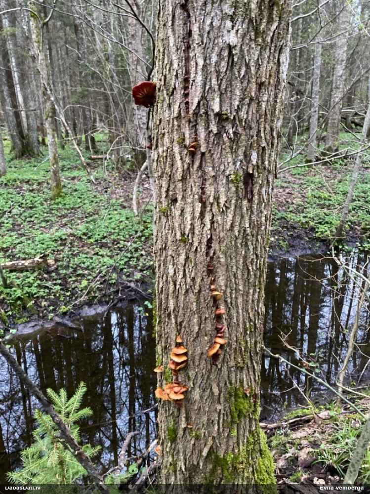 Samtainā ziemene (ziemas celmene)