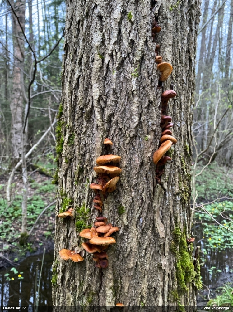 Samtainā ziemene (ziemas celmene)