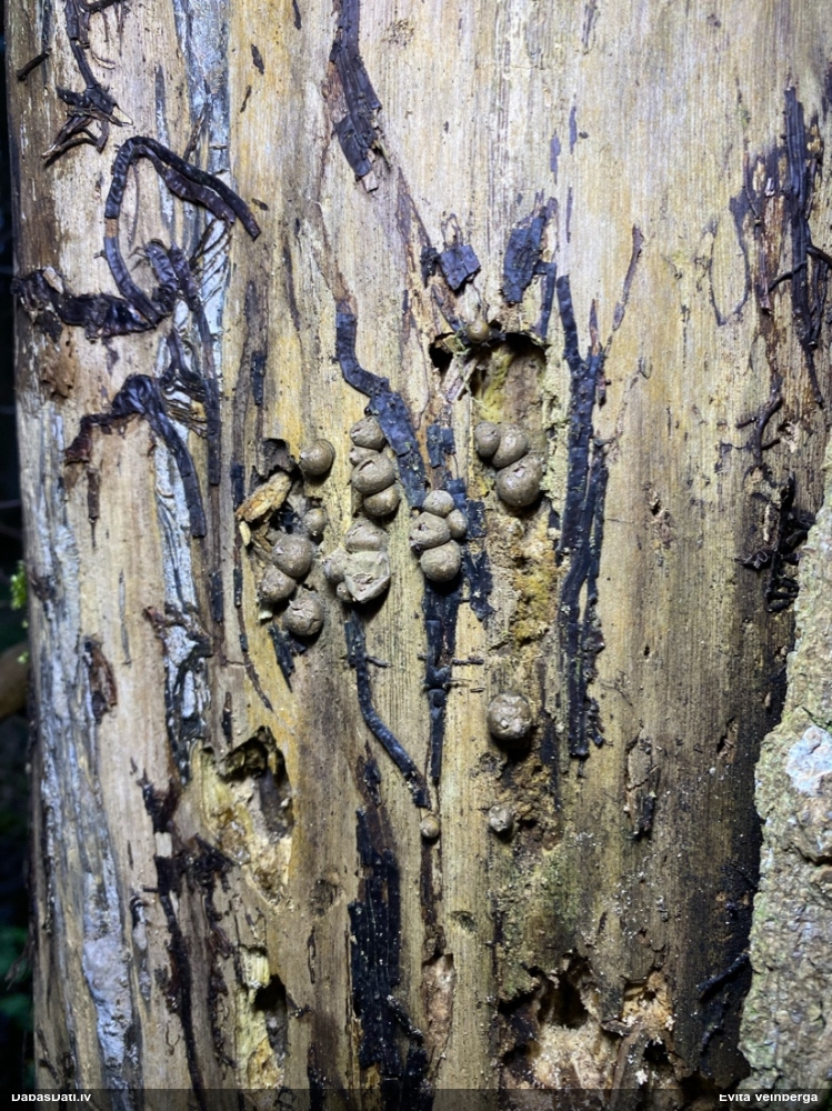 Vilkpienaine (nenoteikta)