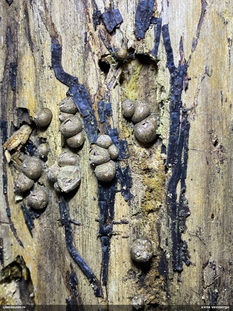 Vilkpienaine (nenoteikta)