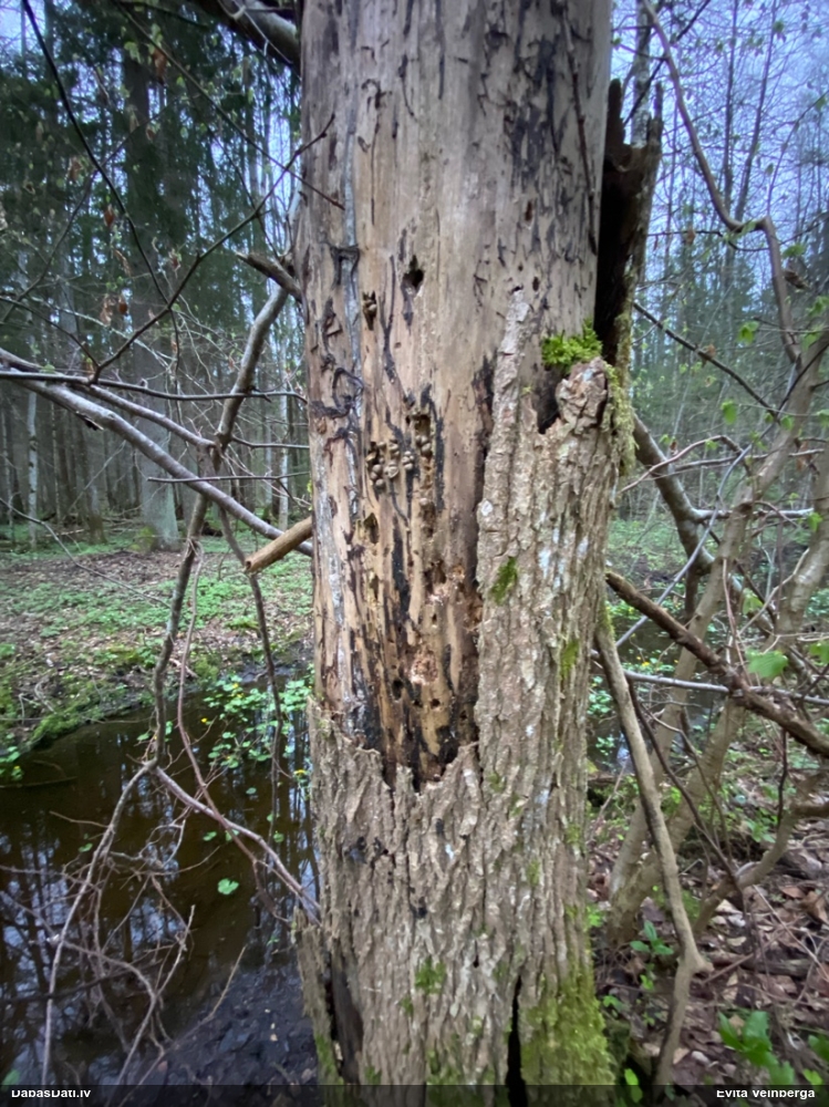 Vilkpienaine (nenoteikta)