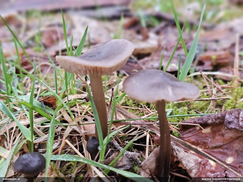 Sārtlapīte (nenoteikta)