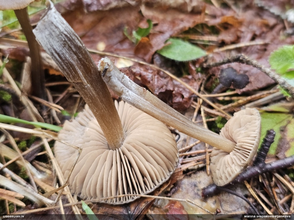 Sārtlapīte (nenoteikta)