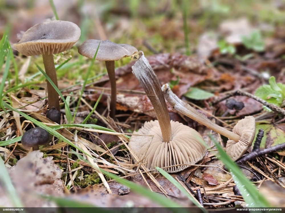 Sārtlapīte (nenoteikta)