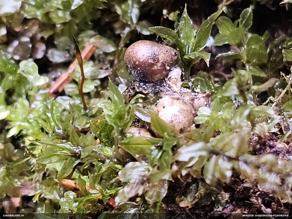 Vilkpienaine (nenoteikta)