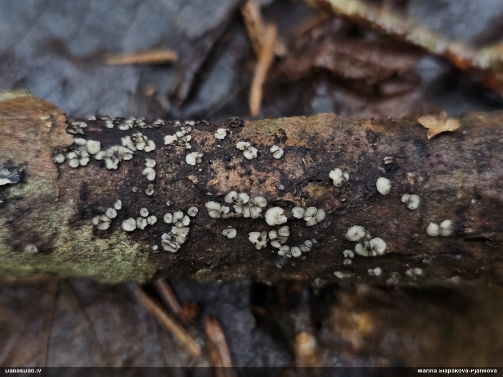 Molīzija (nenoteikta)