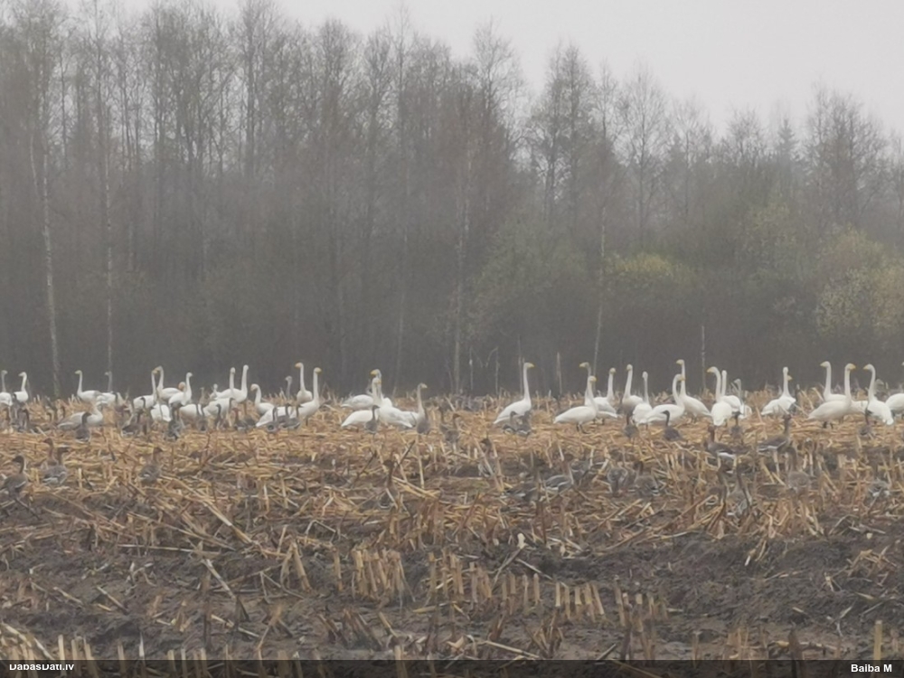 лебедь-кликун