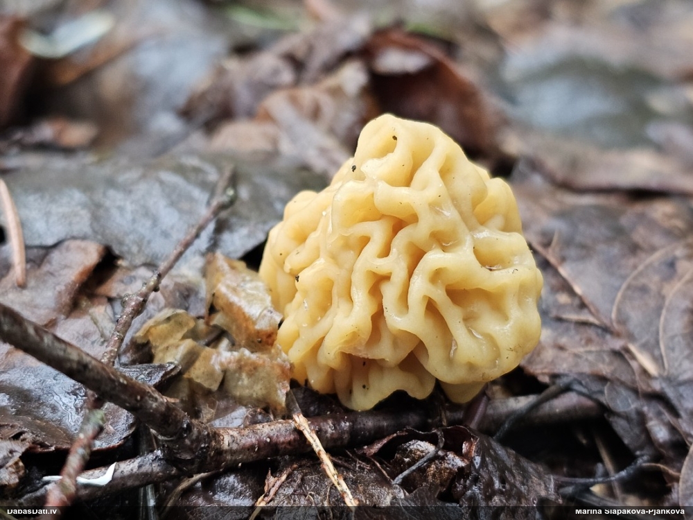 Lāčpurns (nenoteikts)