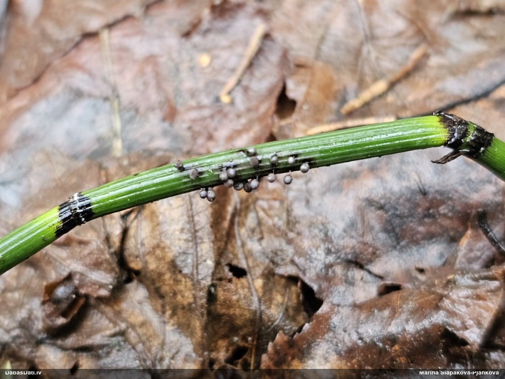 Lampīte (nenoteikta)