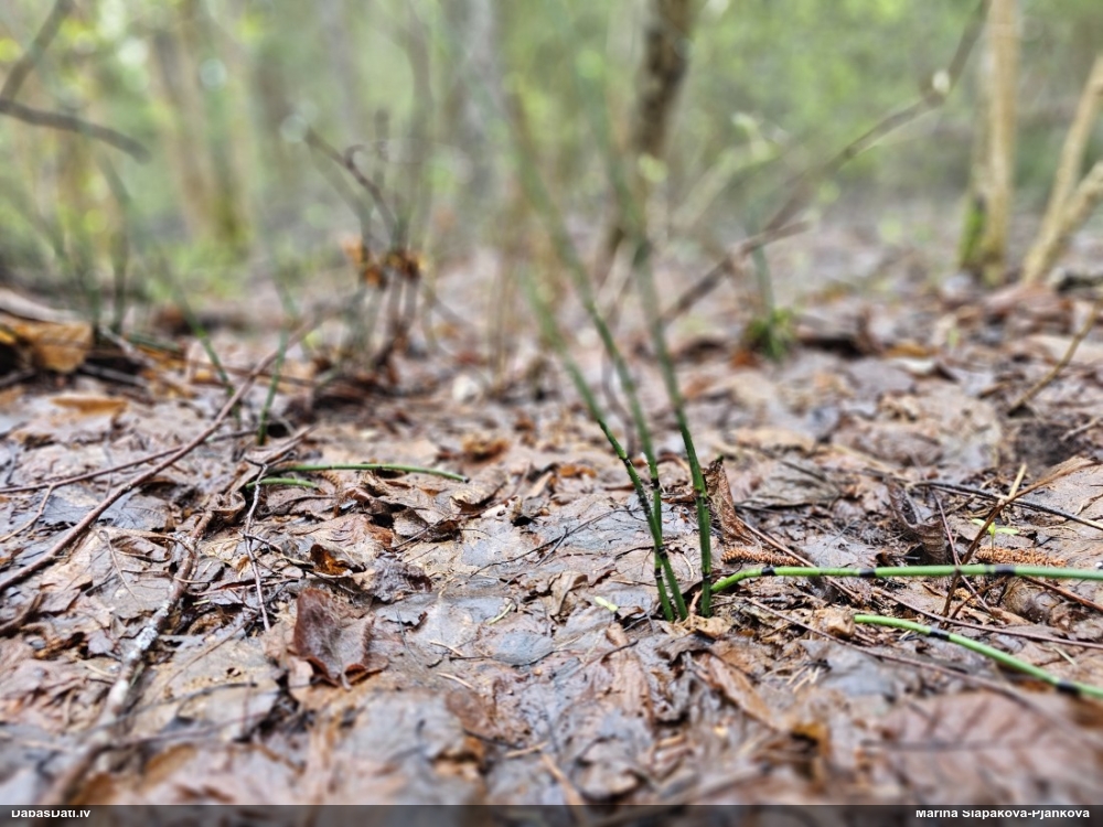 Lampīte (nenoteikta)