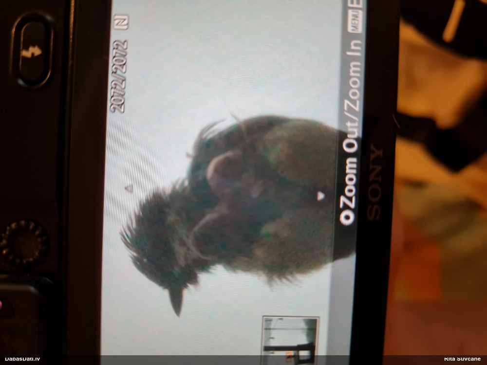 большая синица