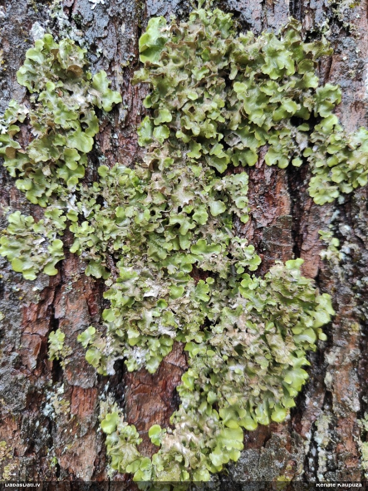 Kausveida pleirostikta