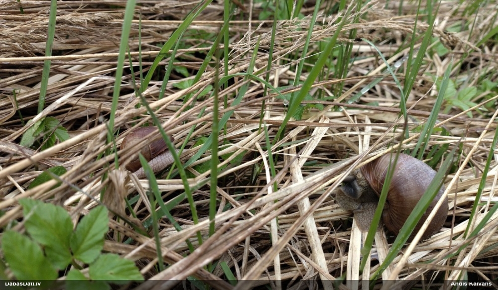 Parka vīngliemezis (īstais vīngliemezis)